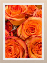 Load image into Gallery viewer, 0182 Orange Roses