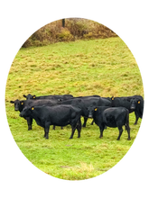 Load image into Gallery viewer, 0441 Cattle
