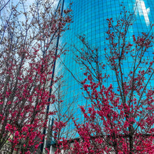 Load image into Gallery viewer, 0010 Downtown Beauty