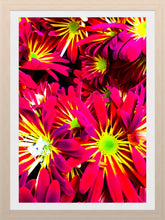 Load image into Gallery viewer, 0177 Stars Of Red