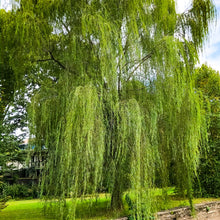 Load image into Gallery viewer, 0432 Weeping Willow Tree