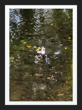 Load image into Gallery viewer, 0554 Lone Mallard