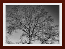 Load image into Gallery viewer, 0626 Bare Tree