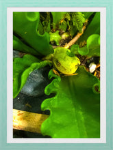 Load image into Gallery viewer, 0486 Kermit