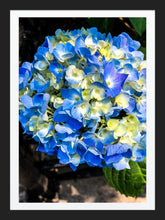 Load image into Gallery viewer, 0513 Blue Hydrangea