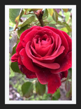 Load image into Gallery viewer, 0311 Single Red Rose