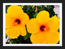 Load image into Gallery viewer, 0379 Twin Yellow Blossoms