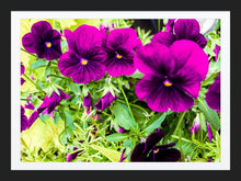 Load image into Gallery viewer, 0334 Elegant Violets