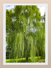 Load image into Gallery viewer, 0432 Weeping Willow Tree