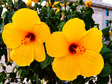 Load image into Gallery viewer, 0379 Twin Yellow Blossoms
