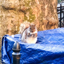 Load image into Gallery viewer, 0474 Can I Help You?