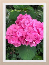 Load image into Gallery viewer, 0361 Pink Hydrangea