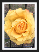 Load image into Gallery viewer, 0011 Yellow Rose