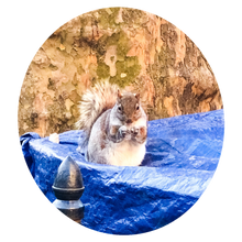 Load image into Gallery viewer, 0474 Can I Help You?