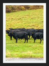 Load image into Gallery viewer, 0441 Cattle