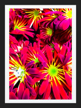 Load image into Gallery viewer, 0177 Stars Of Red