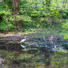 Load image into Gallery viewer, 0500 Lone Egret