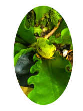 Load image into Gallery viewer, 0486 Kermit