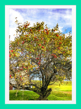 Load image into Gallery viewer, 0442 Apple Tree