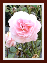 Load image into Gallery viewer, 0407 Pink Rose