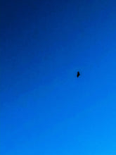 Load image into Gallery viewer, 0458 Soaring Raptor