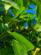 Load image into Gallery viewer, 0341 Sleeping Snake