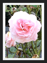 Load image into Gallery viewer, 0407 Pink Rose