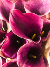 Load image into Gallery viewer, 0446 Pink Callas