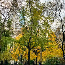 Load image into Gallery viewer, 0183 Autumn In The Park
