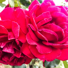 Load image into Gallery viewer, 0517 Two Roses