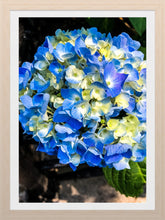Load image into Gallery viewer, 0513 Blue Hydrangea