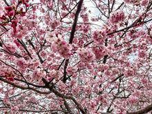 Load image into Gallery viewer, 0627 Beautiful Cherry Blossom