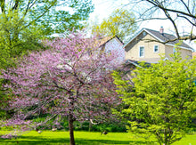 Load image into Gallery viewer, 0498 One Lavender Tree