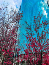 Load image into Gallery viewer, 0010 Downtown Beauty