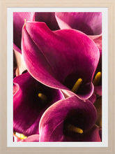 Load image into Gallery viewer, 0446 Pink Callas
