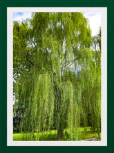 Load image into Gallery viewer, 0432 Weeping Willow Tree