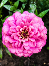 Load image into Gallery viewer, 0555 Pretty In Pink