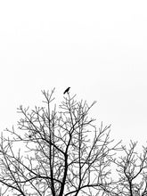 Load image into Gallery viewer, 0625 Crow