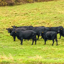 Load image into Gallery viewer, 0441 Cattle