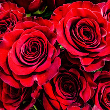 Load image into Gallery viewer, 0184 Red Red Roses