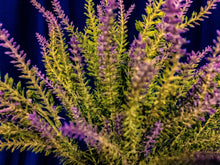 Load image into Gallery viewer, 0201 Lavendar