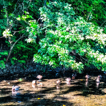 Load image into Gallery viewer, 0546 Sitting Ducks