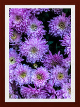 Load image into Gallery viewer, 0176 Purple Beauty