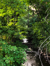 Load image into Gallery viewer, 0352 Through The Woods
