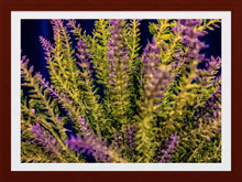 Load image into Gallery viewer, 0201 Lavendar