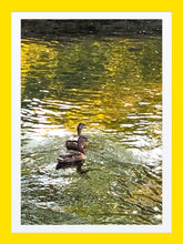 Load image into Gallery viewer, 0404 Evening Swim