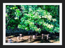 Load image into Gallery viewer, 0546 Sitting Ducks