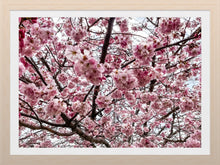 Load image into Gallery viewer, 0627 Beautiful Cherry Blossom