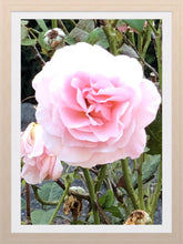 Load image into Gallery viewer, 0407 Pink Rose