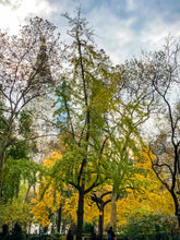 Load image into Gallery viewer, 0183 Autumn In The Park